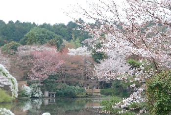 Sakura
